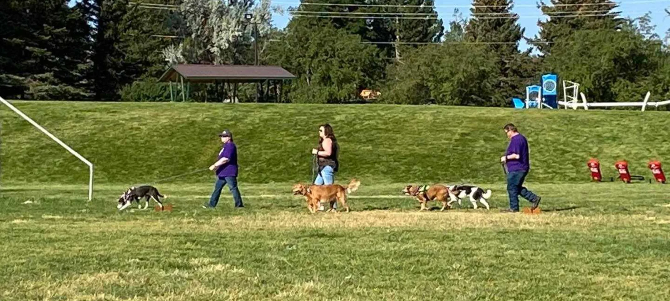 People at afar walking with dogs on green grass with trees at the background.